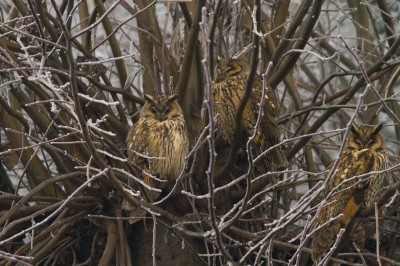 Roost di gufo comune